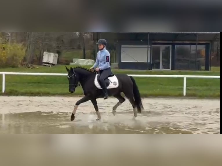 German Riding Pony Mare 4 years 14,1 hh Black in Haren