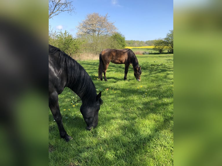 German Riding Pony Mare 4 years 14,1 hh Brown in Damp