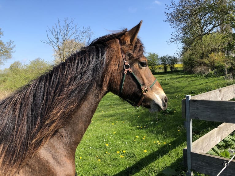 German Riding Pony Mare 4 years 14,1 hh Brown in Damp