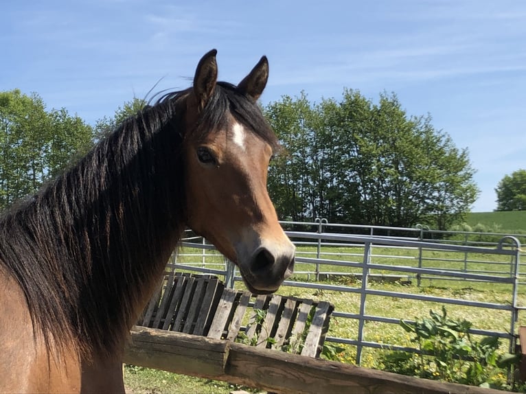 German Riding Pony Mare 4 years 14,1 hh Brown in Damp