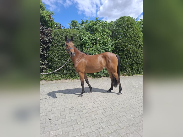German Riding Pony Mare 4 years 14,1 hh Brown in Nordhorn