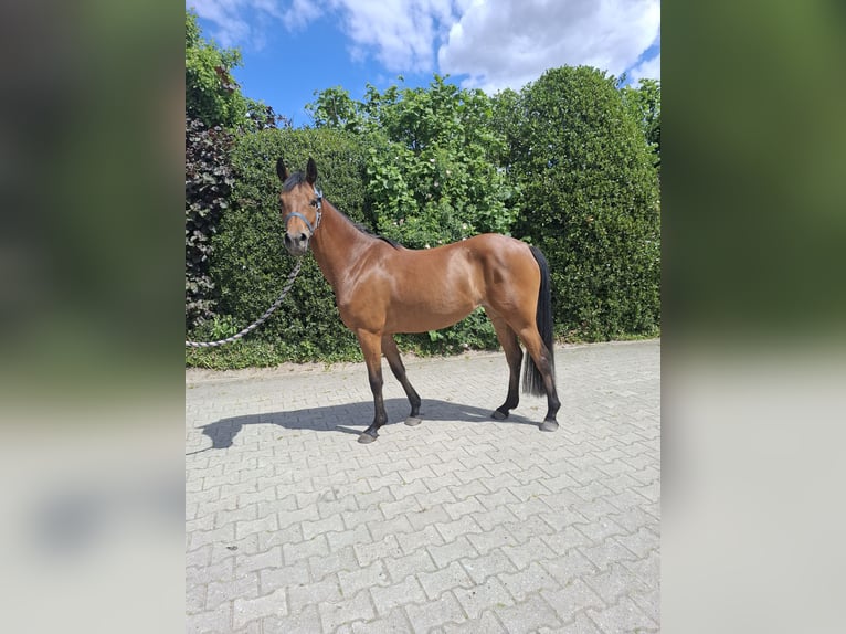 German Riding Pony Mare 4 years 14,1 hh Brown in Nordhorn