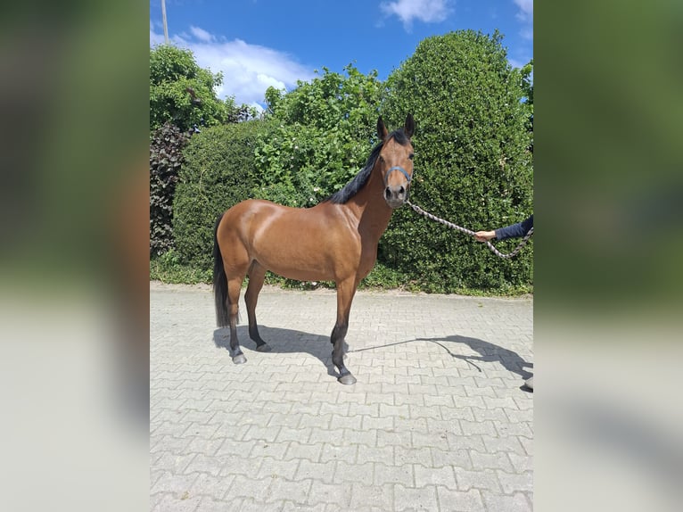 German Riding Pony Mare 4 years 14,1 hh Brown in Nordhorn