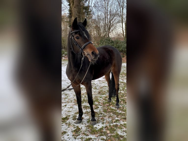 German Riding Pony Mare 4 years 14,1 hh Brown in Hagen im Bremischen