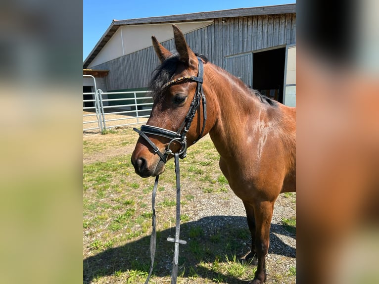 German Riding Pony Mare 4 years 14,1 hh Brown in Marchtrenk