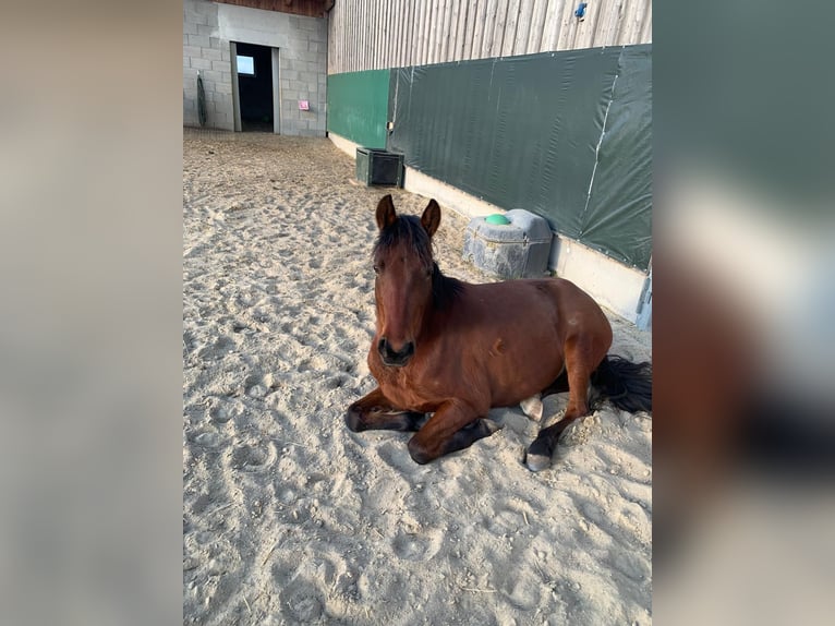 German Riding Pony Mare 4 years 14,1 hh Brown in Marchtrenk