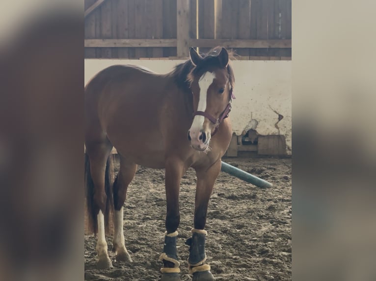 German Riding Pony Mare 4 years 14,1 hh Brown in Stakendorf