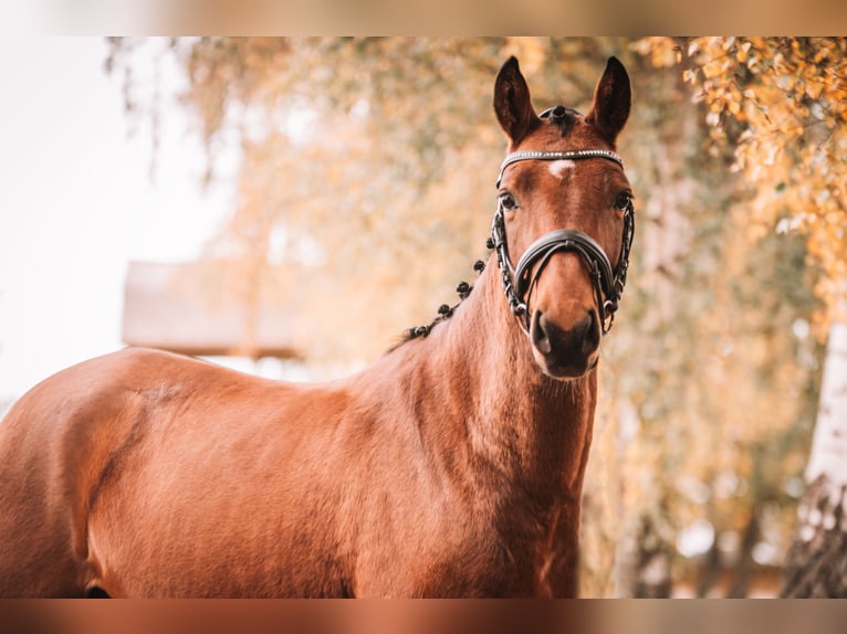 German Riding Pony Mare 4 years 14,1 hh Brown in Dahme