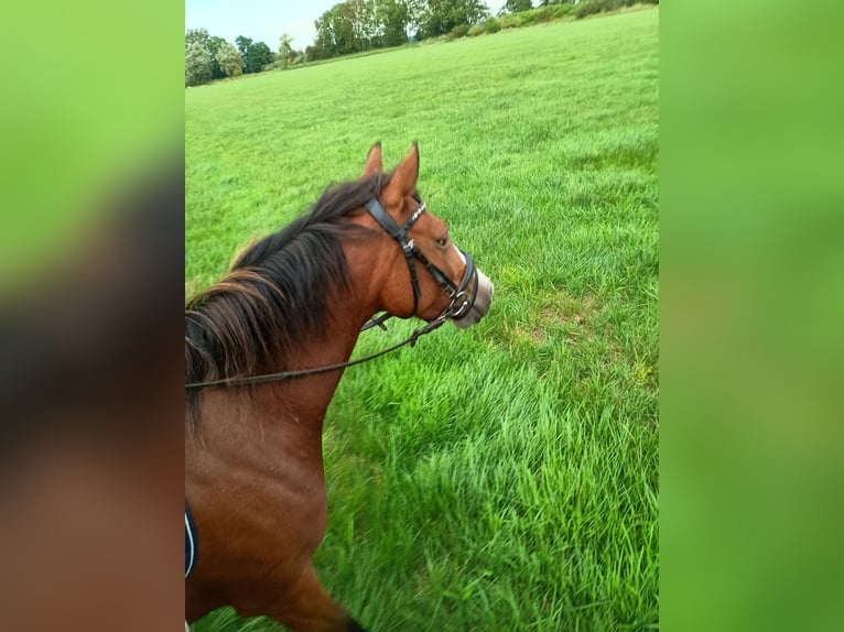 German Riding Pony Mare 4 years 14,1 hh Brown in Gr&#xF6;mitz