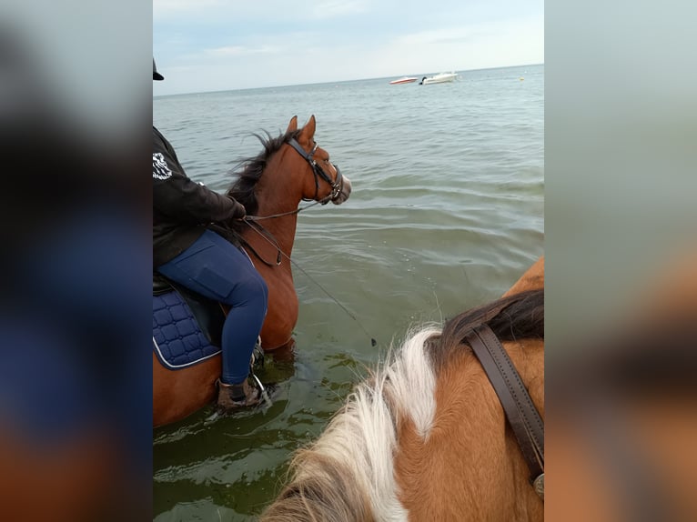 German Riding Pony Mare 4 years 14,1 hh Brown in Gr&#xF6;mitz
