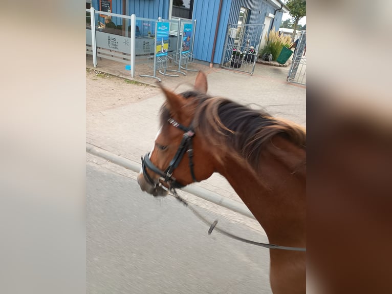 German Riding Pony Mare 4 years 14,1 hh Brown in Gr&#xF6;mitz