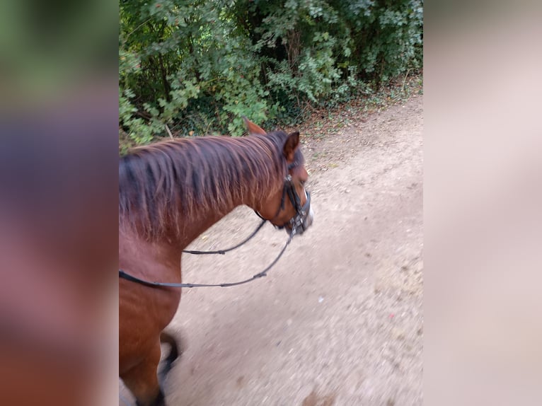 German Riding Pony Mare 4 years 14,1 hh Brown in Gr&#xF6;mitz