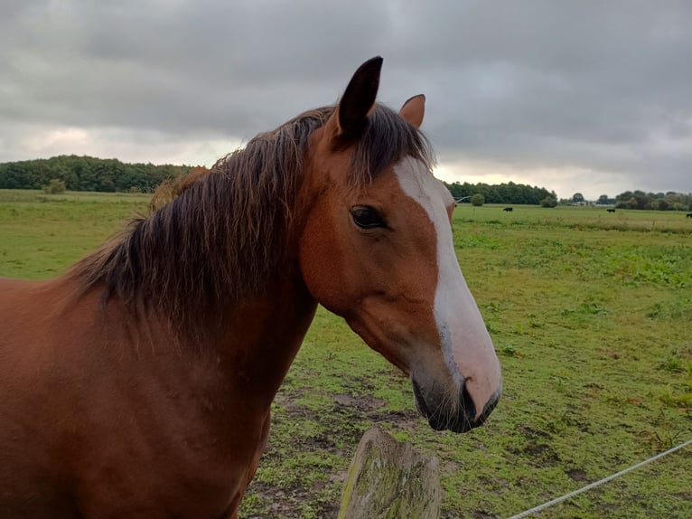 German Riding Pony Mare 4 years 14,1 hh Brown in Gr&#xF6;mitz