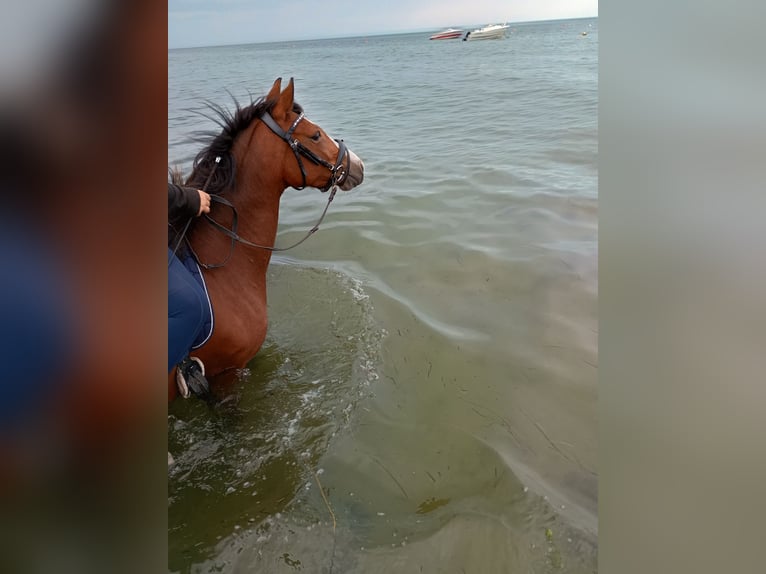 German Riding Pony Mare 4 years 14,1 hh Brown in Gr&#xF6;mitz