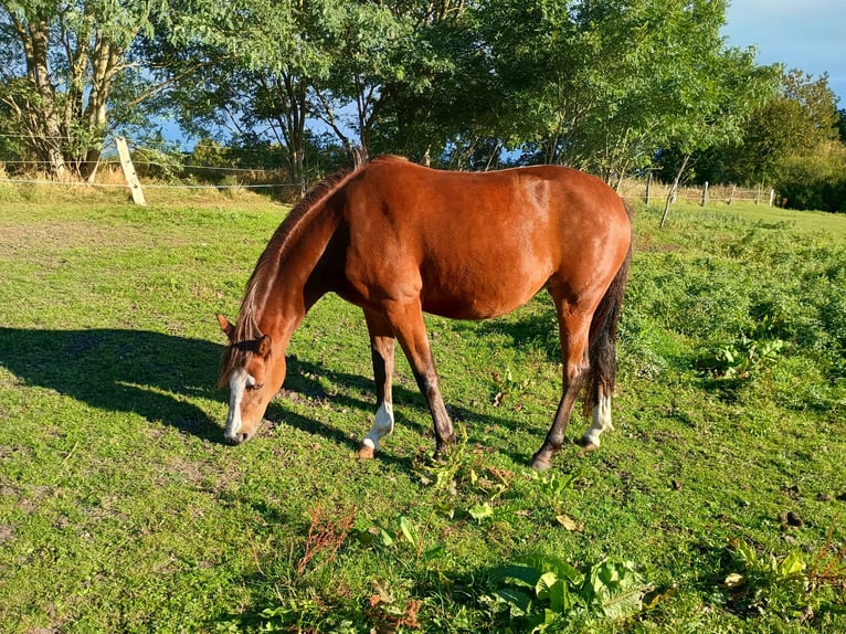 German Riding Pony Mare 4 years 14,1 hh Brown in Gr&#xF6;mitz
