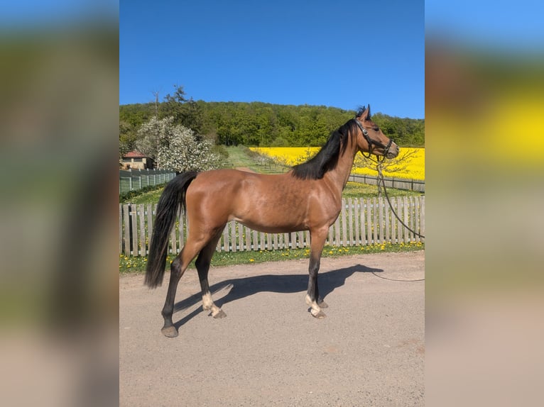 German Riding Pony Mix Mare 4 years 14,1 hh Brown in Kirchworbis