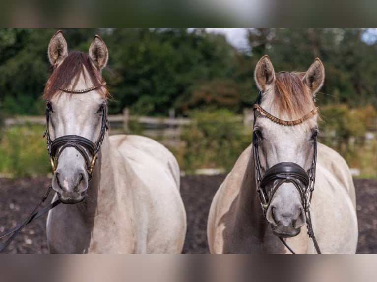 German Riding Pony Mare 4 years 14,1 hh Buckskin in Teltow