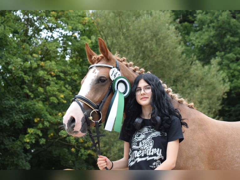 German Riding Pony Mare 4 years 14,1 hh Chestnut-Red in Selfkant