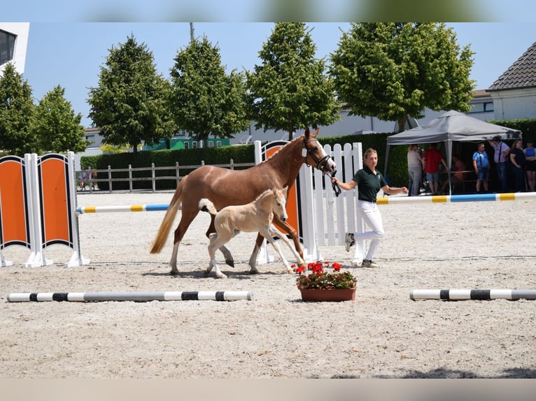 German Riding Pony Mare 4 years 14,1 hh Chestnut-Red in Selfkant