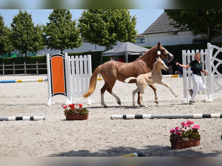 German Riding Pony Mare 4 years 14,1 hh Chestnut-Red in Selfkant
