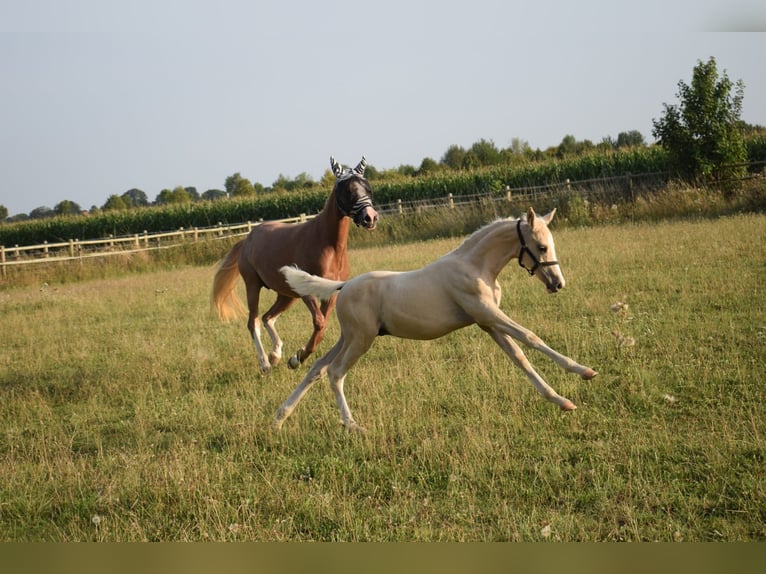 German Riding Pony Mare 4 years 14,1 hh Chestnut-Red in Selfkant