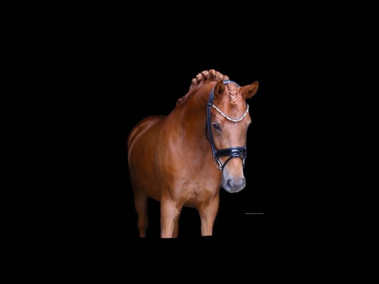 German Riding Pony Mare 4 years 14,1 hh Chestnut-Red in Recke, bei Osnabr&#xFC;ck
