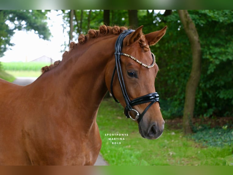 German Riding Pony Mare 4 years 14,1 hh Chestnut-Red in Recke, bei Osnabr&#xFC;ck
