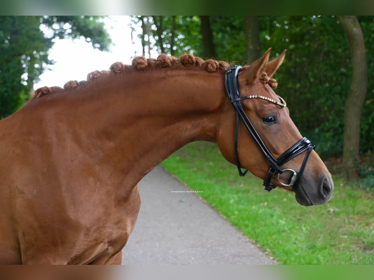German Riding Pony Mare 4 years 14,1 hh Chestnut-Red in Recke, bei Osnabr&#xFC;ck