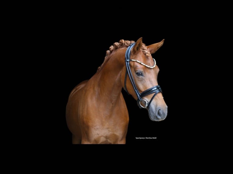 German Riding Pony Mare 4 years 14,1 hh Chestnut-Red in Recke, bei Osnabr&#xFC;ck