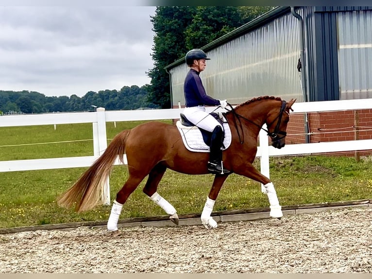 German Riding Pony Mare 4 years 14,1 hh Chestnut-Red in Recke, bei Osnabr&#xFC;ck