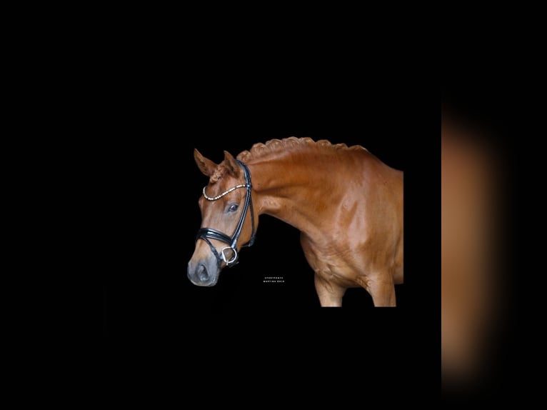 German Riding Pony Mare 4 years 14,1 hh Chestnut-Red in Recke, bei Osnabr&#xFC;ck