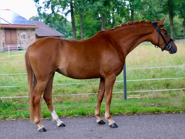 German Riding Pony Mare 4 years 14,1 hh Chestnut-Red in Recke, bei Osnabr&#xFC;ck