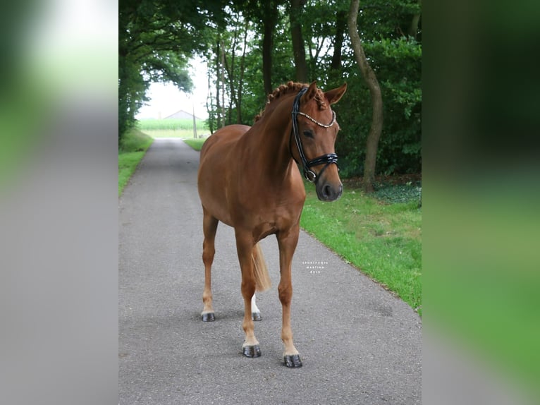 German Riding Pony Mare 4 years 14,1 hh Chestnut-Red in Recke, bei Osnabr&#xFC;ck