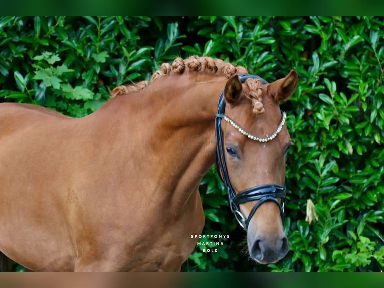 German Riding Pony Mare 4 years 14,1 hh Chestnut-Red in Recke, bei Osnabr&#xFC;ck