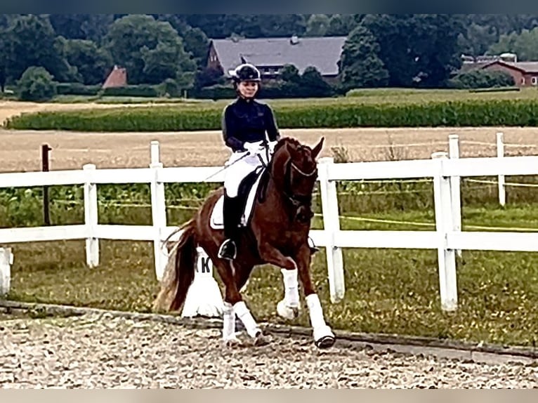 German Riding Pony Mare 4 years 14,1 hh Chestnut-Red in Recke, bei Osnabr&#xFC;ck