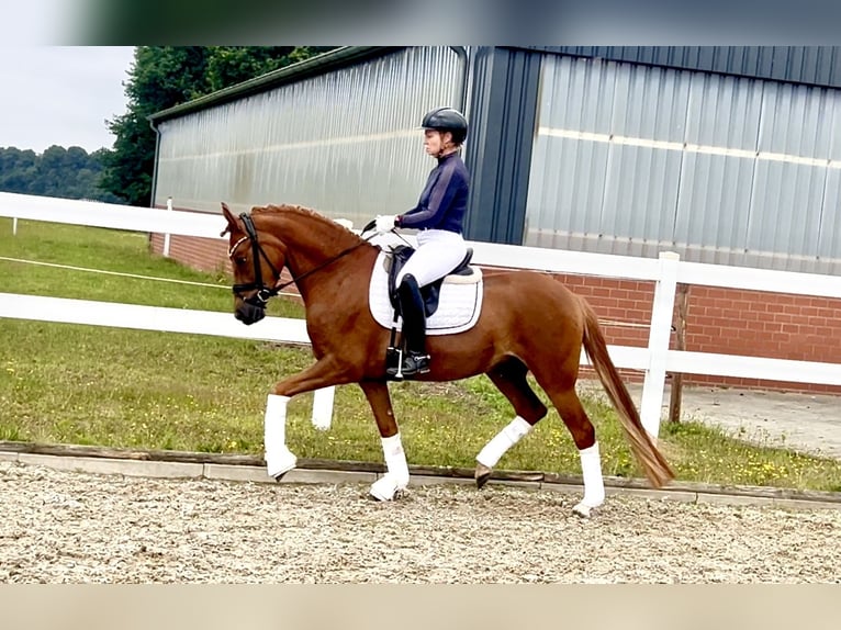 German Riding Pony Mare 4 years 14,1 hh Chestnut-Red in Recke, bei Osnabr&#xFC;ck