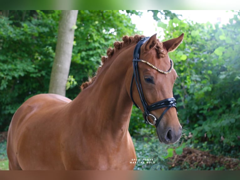 German Riding Pony Mare 4 years 14,1 hh Chestnut-Red in Recke, bei Osnabr&#xFC;ck