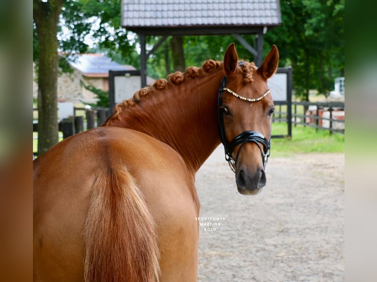 German Riding Pony Mare 4 years 14,1 hh Chestnut-Red in Recke, bei Osnabr&#xFC;ck