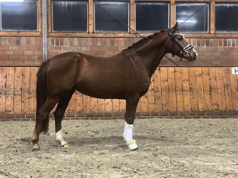 German Riding Pony Mare 4 years 14,1 hh Chestnut-Red in Cappeln (Oldenburg)