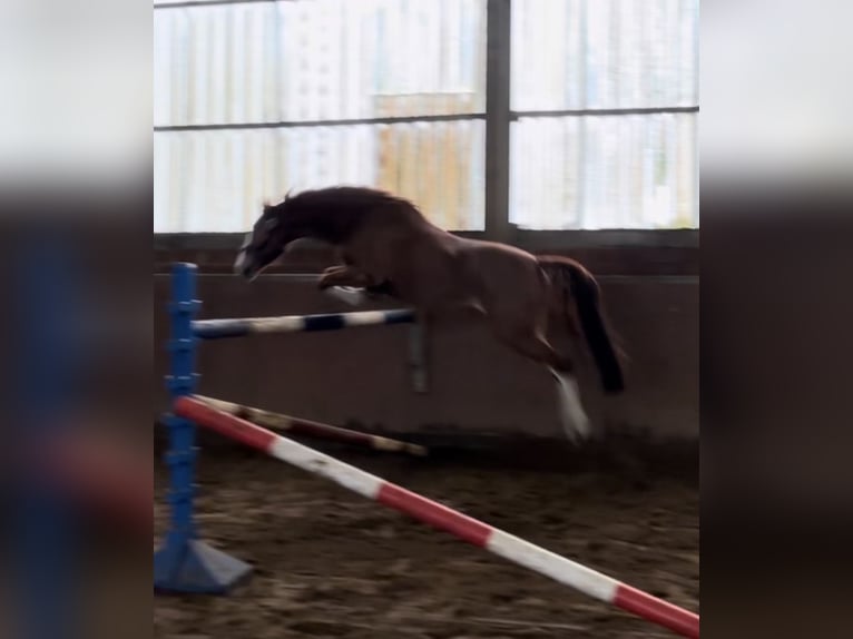 German Riding Pony Mare 4 years 14,1 hh Chestnut-Red in Harsewinkel