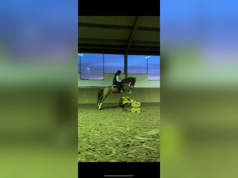 German Riding Pony Mare 4 years 14,1 hh Chestnut-Red in Harsewinkel