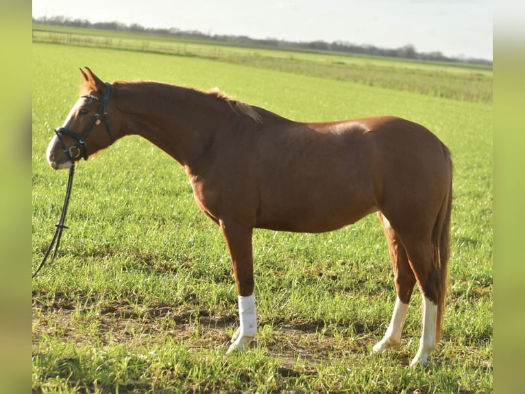 German Riding Pony Mare 4 years 14,1 hh Chestnut-Red in Geilenkirchen