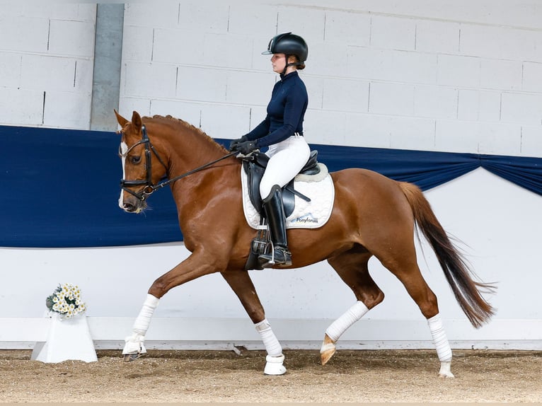German Riding Pony Mare 4 years 14,1 hh Chestnut-Red in Marsberg