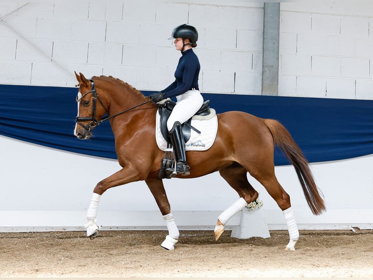 German Riding Pony Mare 4 years 14,1 hh Chestnut-Red in Marsberg