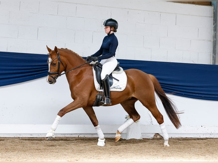 German Riding Pony Mare 4 years 14,1 hh Chestnut-Red in Marsberg