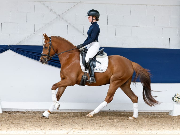 German Riding Pony Mare 4 years 14,1 hh Chestnut-Red in Marsberg