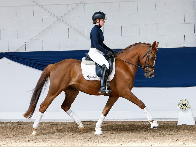 German Riding Pony Mare 4 years 14,1 hh Chestnut-Red in Marsberg