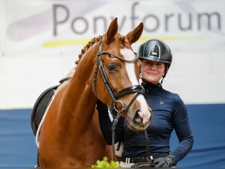 German Riding Pony Mare 4 years 14,1 hh Chestnut-Red in Marsberg