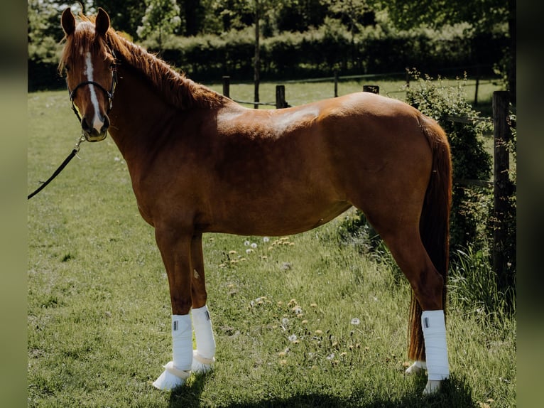 German Riding Pony Mare 4 years 14,1 hh Chestnut-Red in Monschau