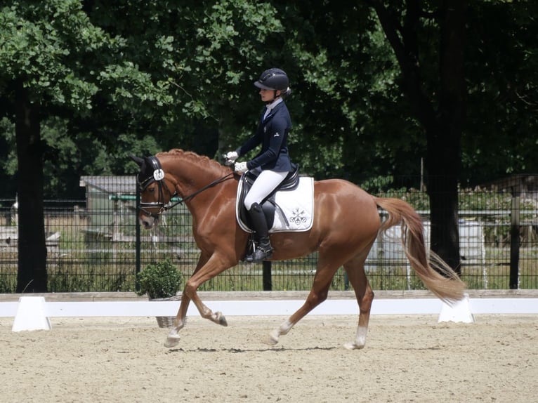 German Riding Pony Mare 4 years 14,1 hh Chestnut-Red in Steinhagen